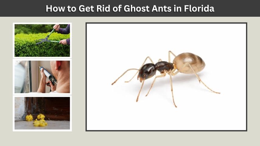 How to Get Rid of Ghost Ants in Florida