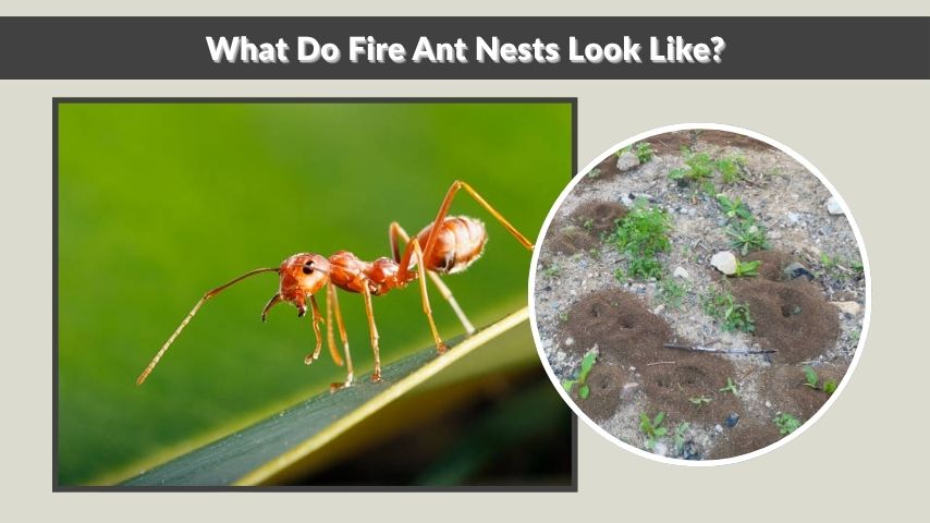 What Do Fire Ant Nests Look Like?