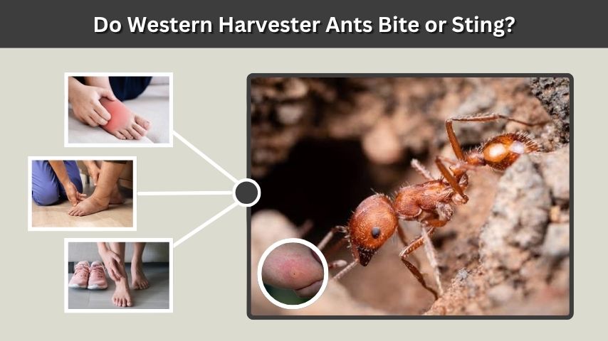 Do Western Harvester Ants Bite or Sting?