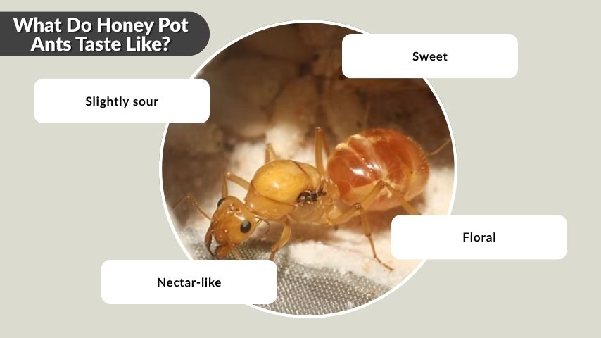 What Do Honey Pot Ants Taste Like?