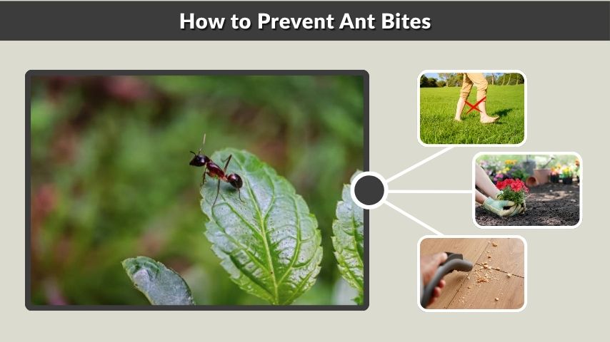How to Prevent Ant Bites