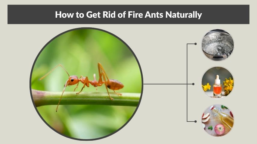How to Get Rid of Fire Ants Naturally