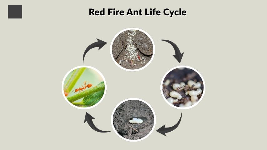 Red Fire Ant Life Cycle