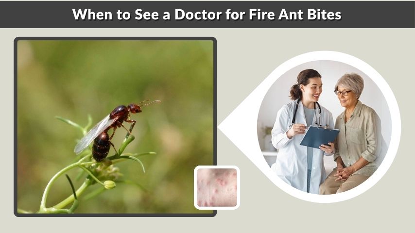 When to See a Doctor for Fire Ant Bites
