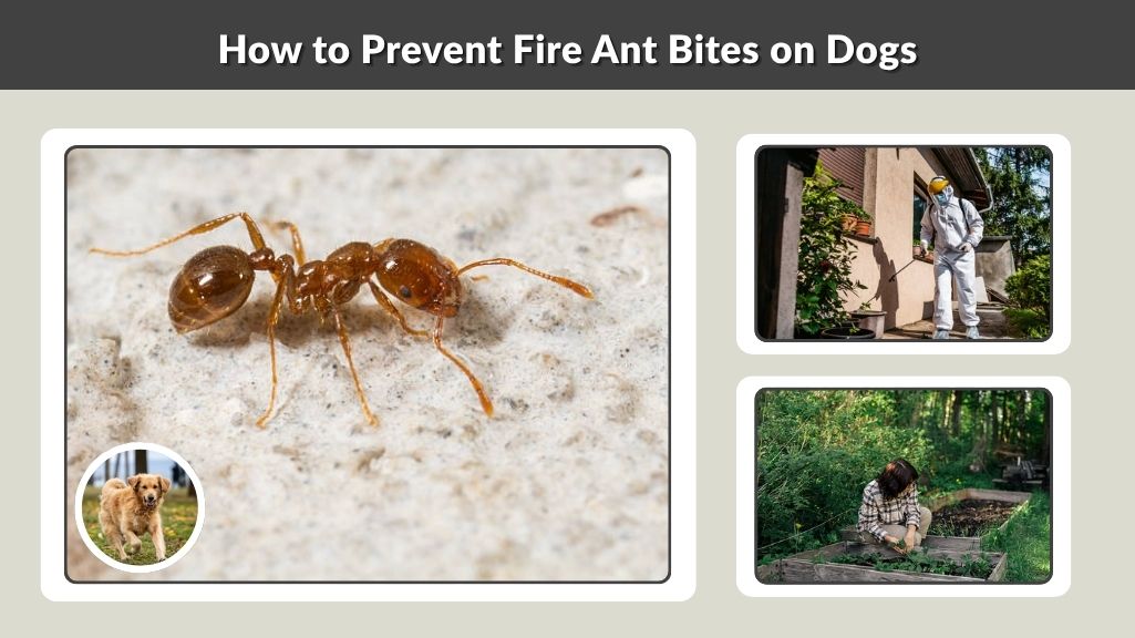 How to Prevent Fire Ant Bites on Dogs