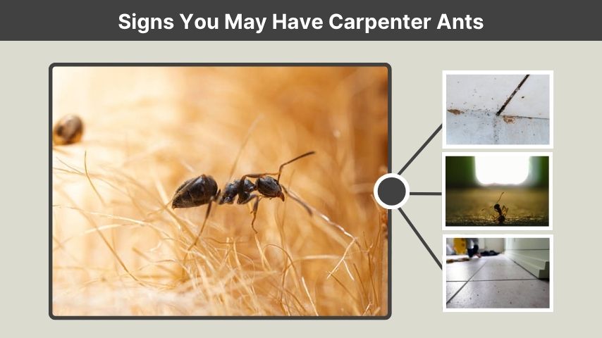 Signs You May Have Carpenter Ants