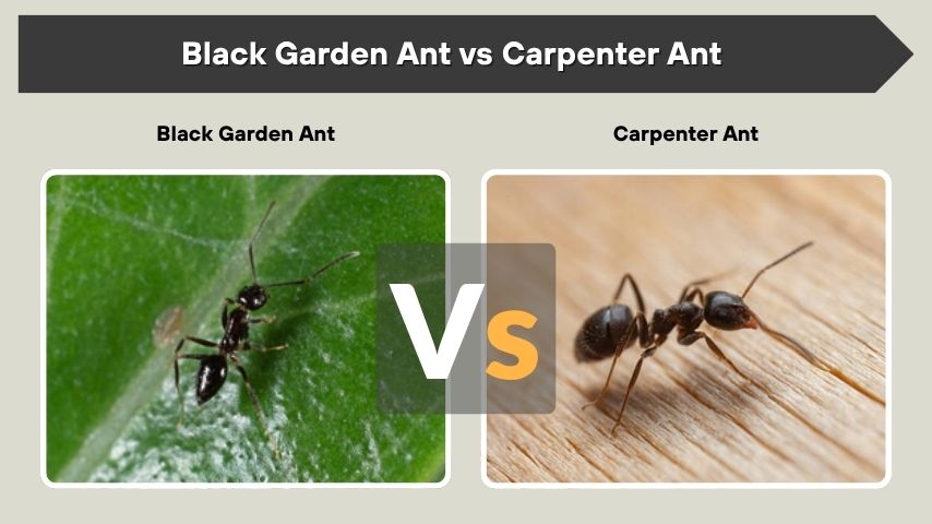 Black Garden Ant vs Carpenter Ant