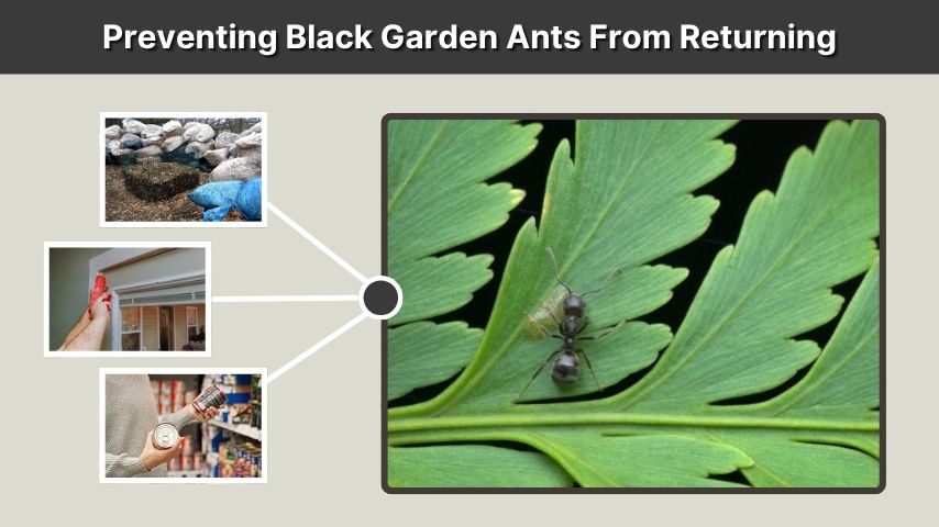 Preventing Black Garden Ants From Returning