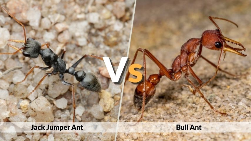 Jack Jumper Ant vs Bull Ant