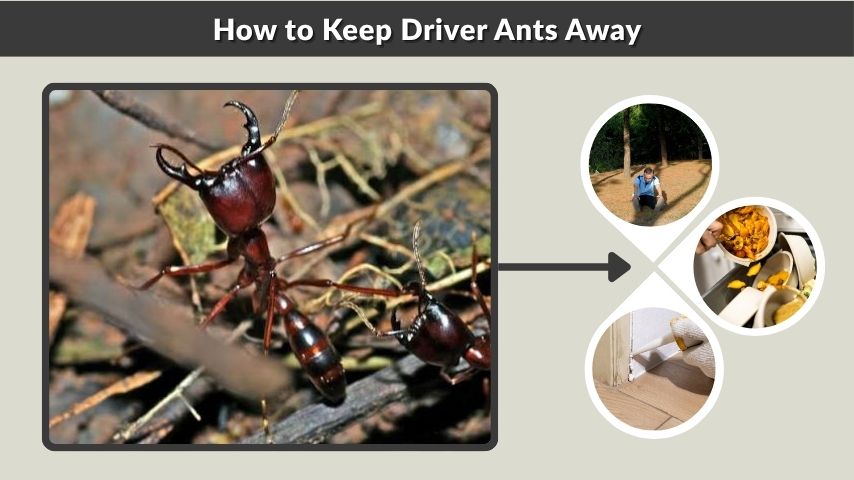 How to Keep Driver Ants Away