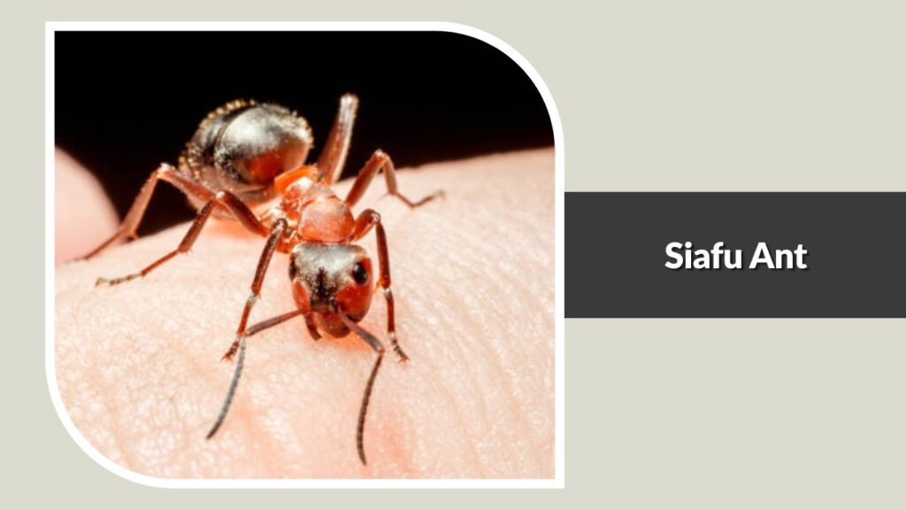 Siafu Ant