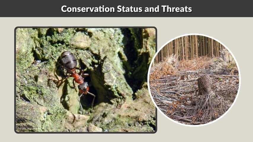 Conservation Status and Threats