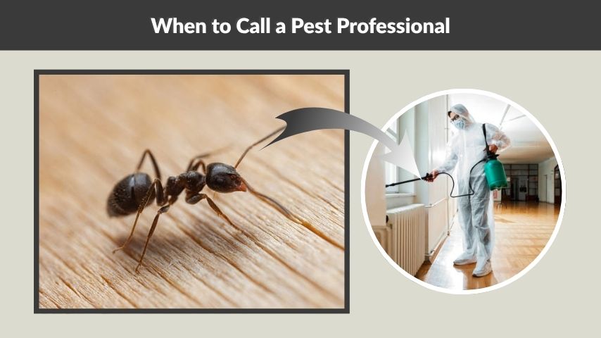 When to Call a Pest Professional