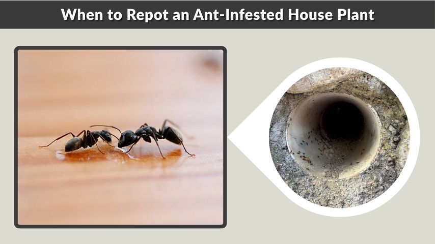When to Repot an Ant-Infested House Plant