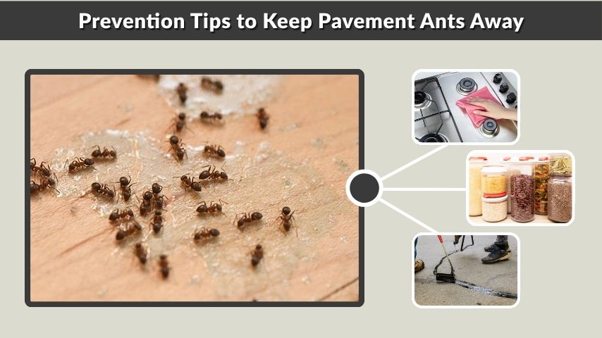 Prevention Tips to Keep Pavement Ants Away