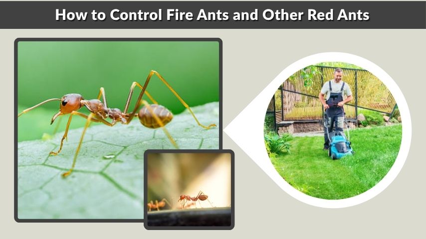 How to Control Fire Ants and Other Red Ants