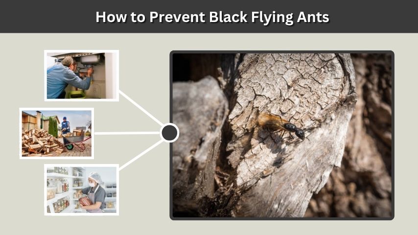 How to Prevent Black Flying Ants
