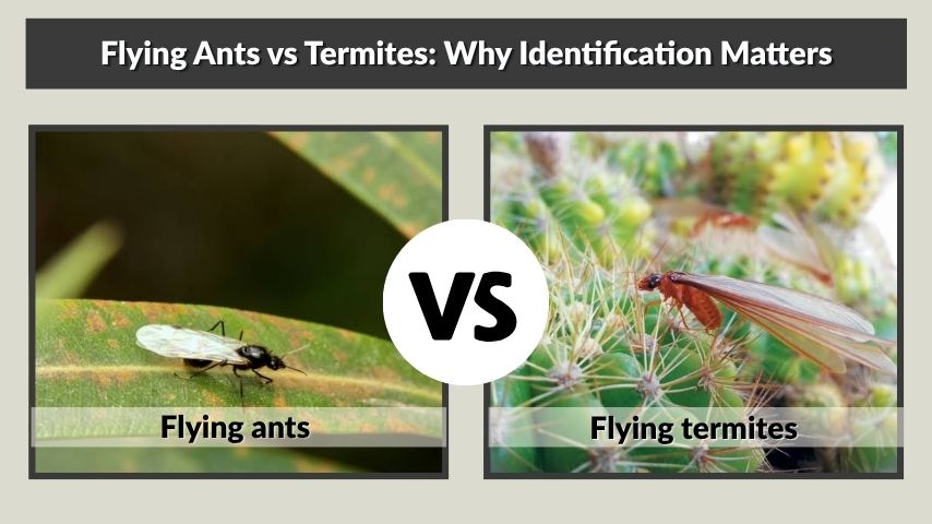 Flying Ants vs Termites: Why Identification Matters