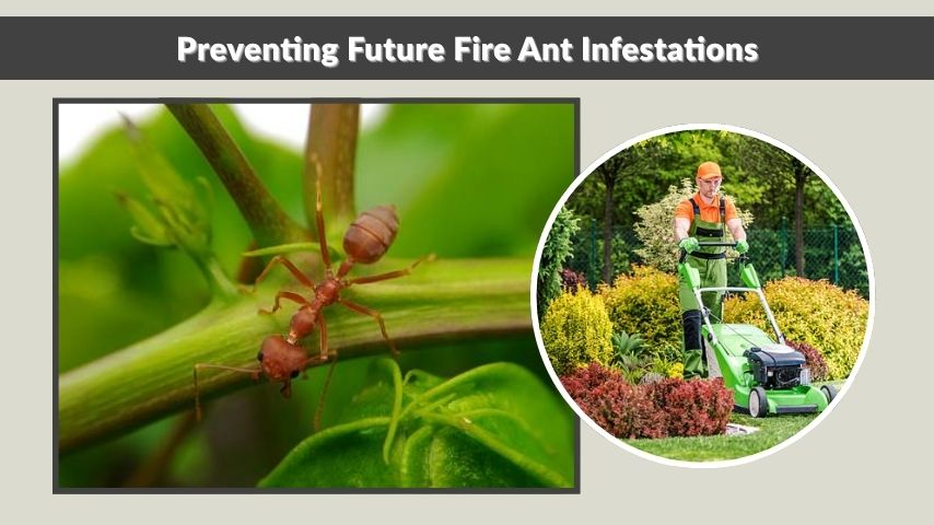 Preventing Future Fire Ant Infestations