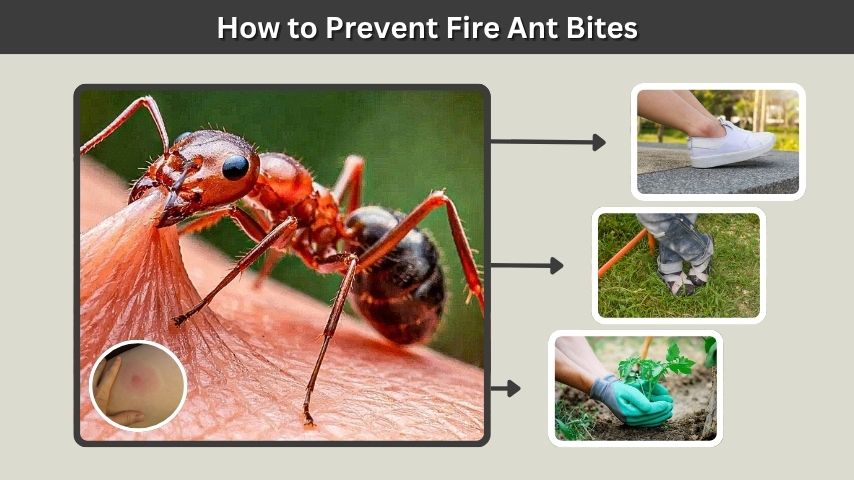 How to Prevent Fire Ant Bites