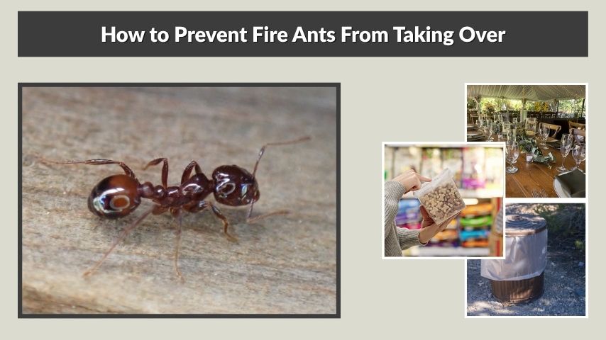 How to Prevent Fire Ants From Taking Over