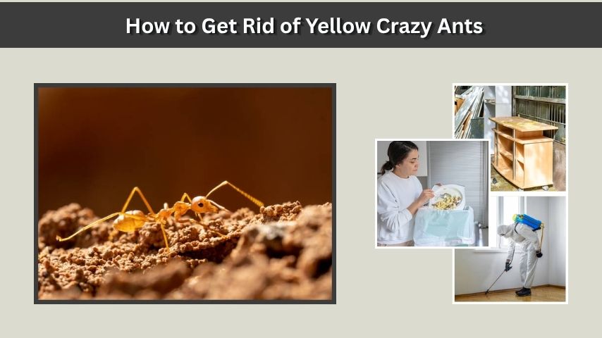 How to Get Rid of Yellow Crazy Ants