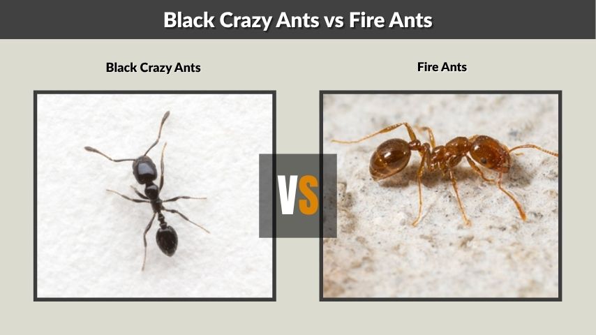 Black Crazy Ants vs Fire Ants