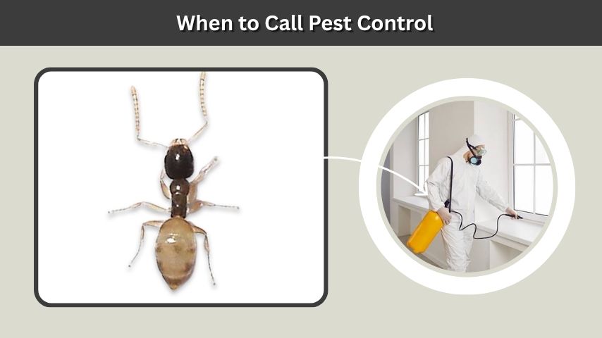 When to Call Pest Control