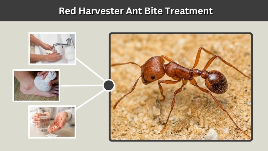 Red Harvester Ant Bite Treatment
