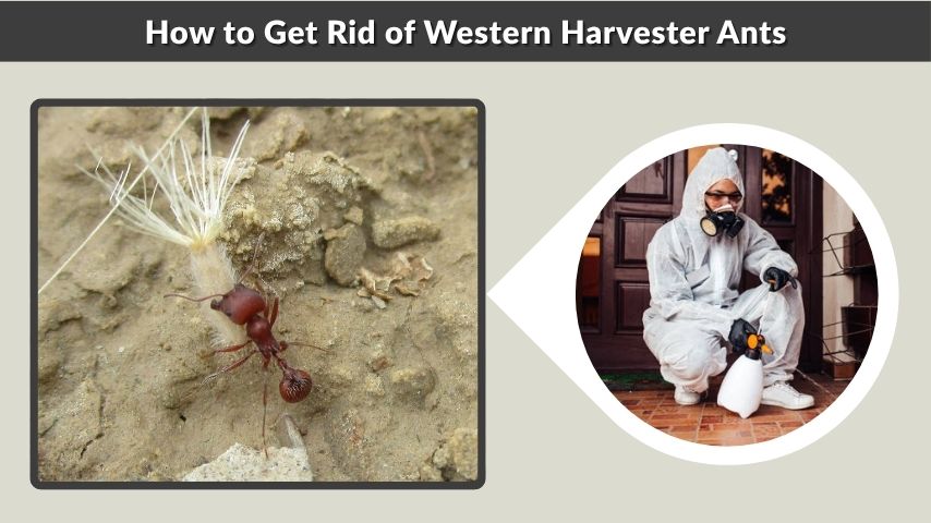 How to Get Rid of Western Harvester Ants