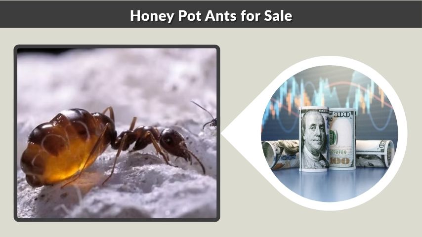 Honey Pot Ants for Sale