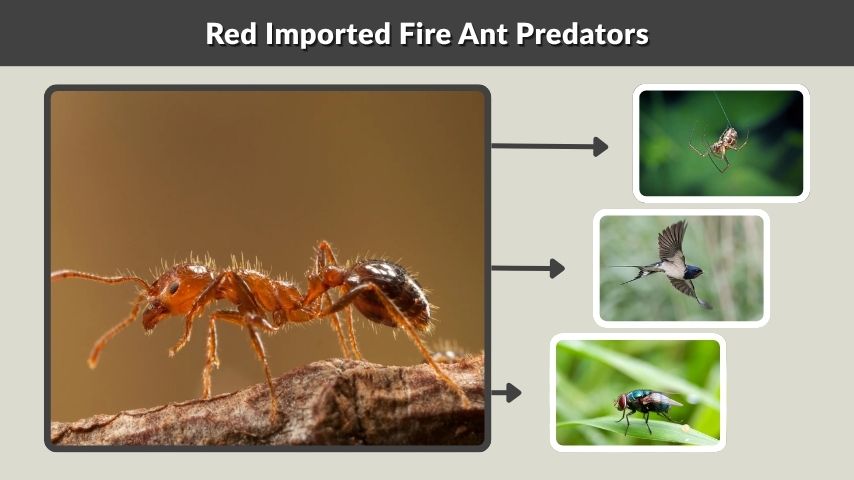 Red Imported Fire Ant Predators