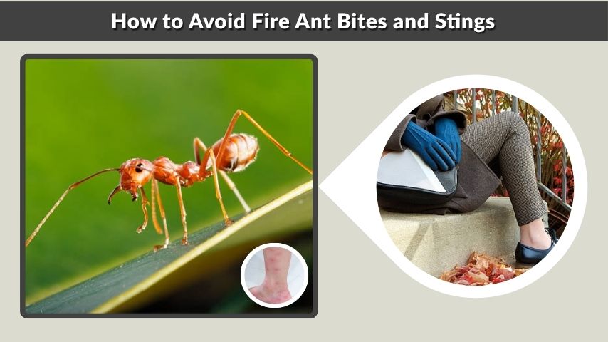 How to Avoid Fire Ant Bites and Stings