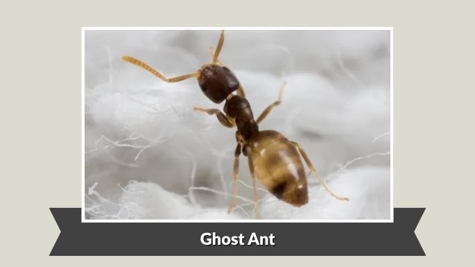 Ghost Ant