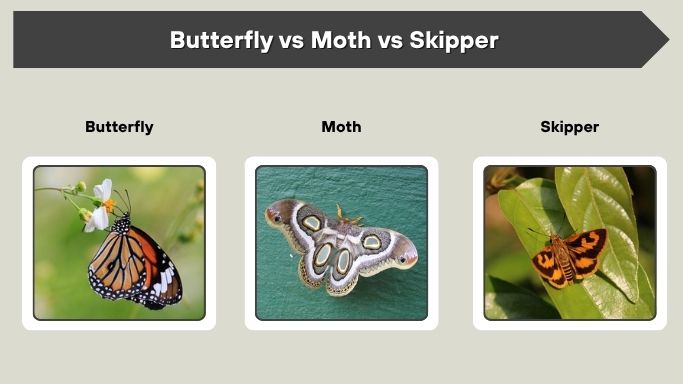 Butterfly vs Moth vs Skipper