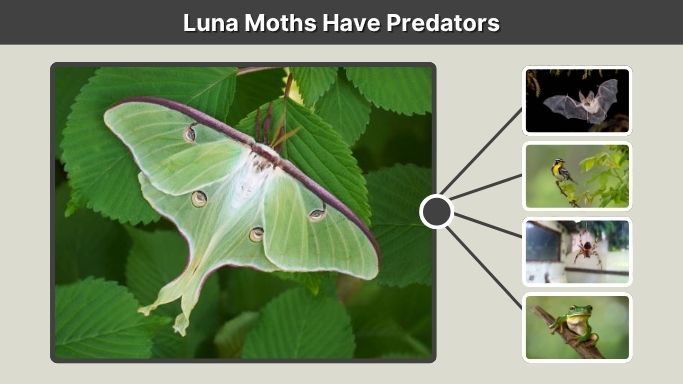 Luna Moths Have Predators