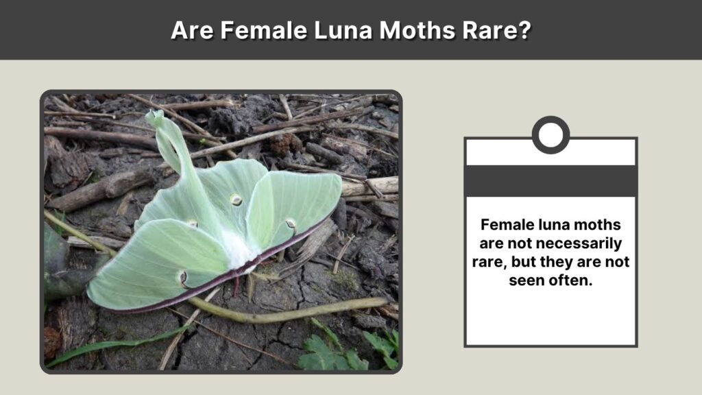 Are Female Luna Moths Rare?