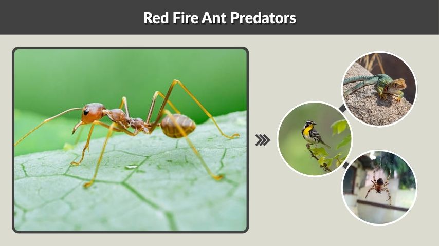 Red Fire Ant Predators