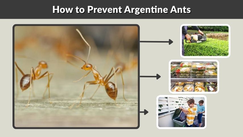 How to Prevent Argentine Ants