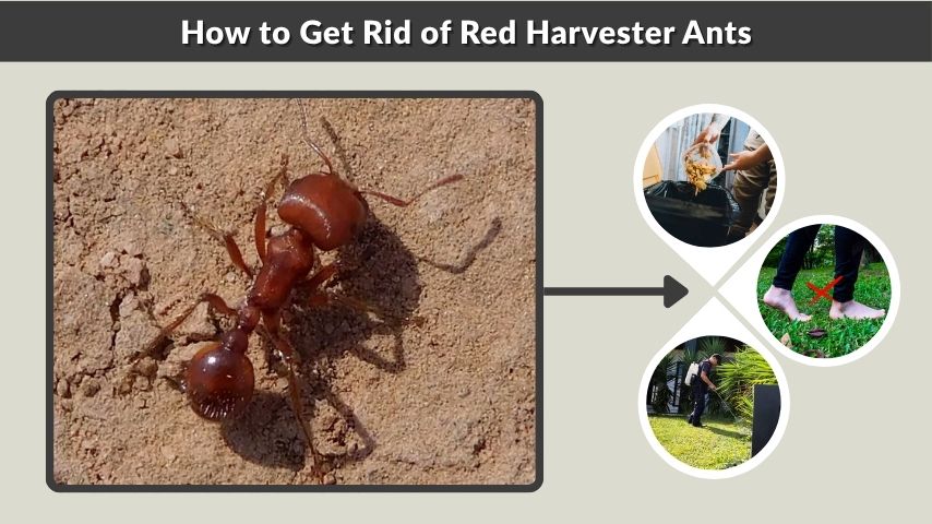 How to Get Rid of Red Harvester Ants