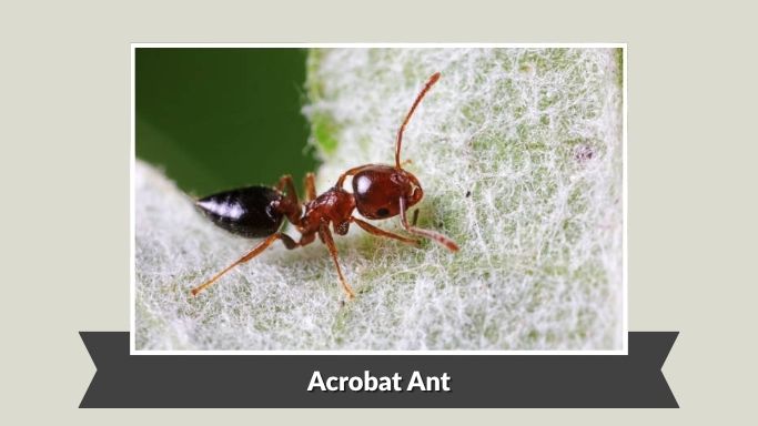 Acrobat Ant