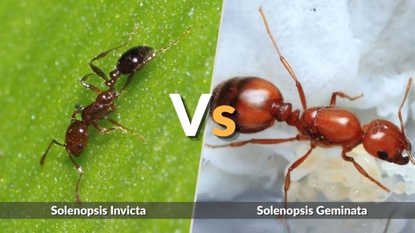 Solenopsis Invicta vs Solenopsis Geminata