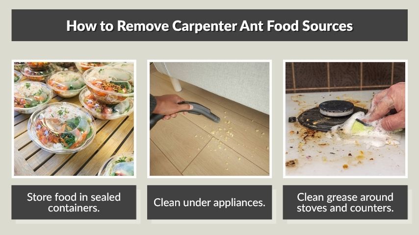 How to Remove Carpenter Ant Food Sources