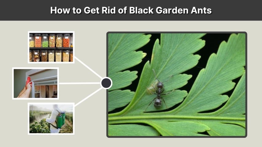 How to Get Rid of Black Garden Ants