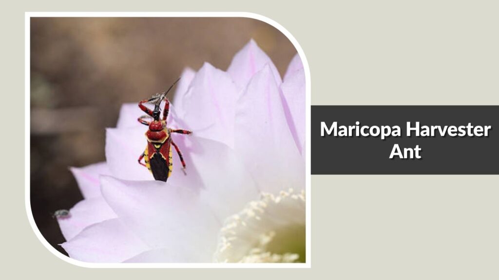 Maricopa Harvester Ant