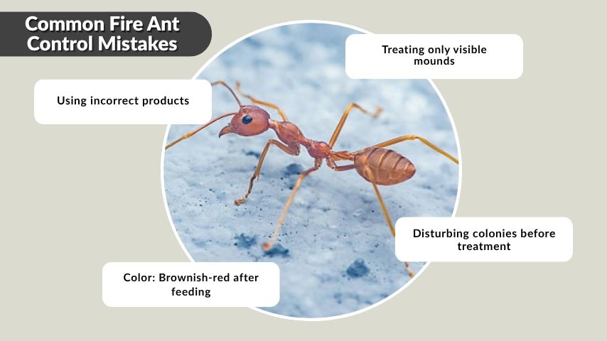 Common Fire Ant Control Mistakes