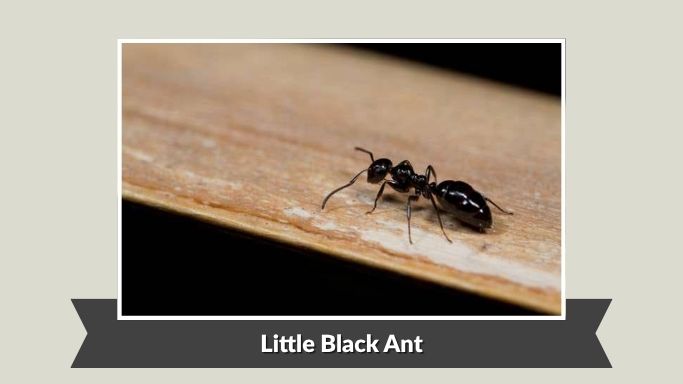 Little Black Ant