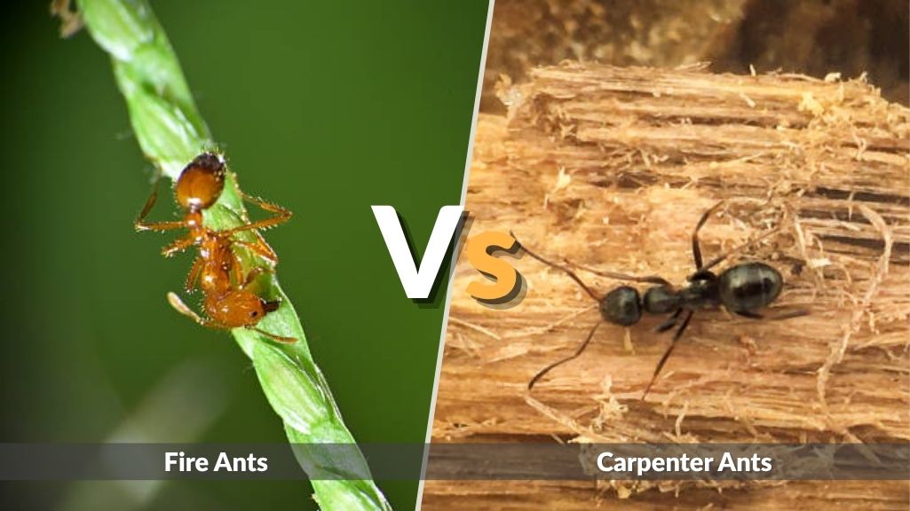 Fire Ants vs Other Ants: How to Tell the Difference