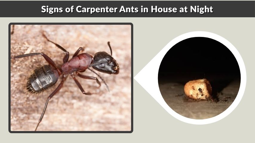 Signs of Carpenter Ants in House at Night