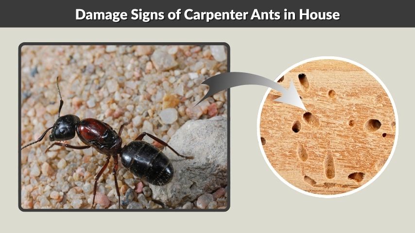 Damage Signs of Carpenter Ants in House